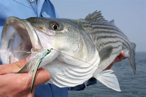 striped bass on the fly.